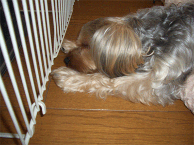 c0143711_1128324.gif