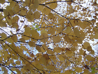 c0135618_051627.jpg