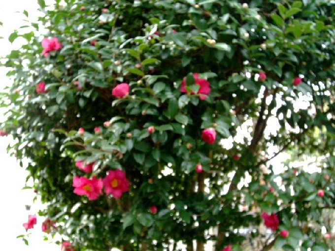 b0012636_1519733.jpg