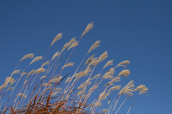 a0109450_2315760.jpg