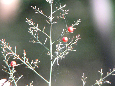 f0086169_2318458.jpg