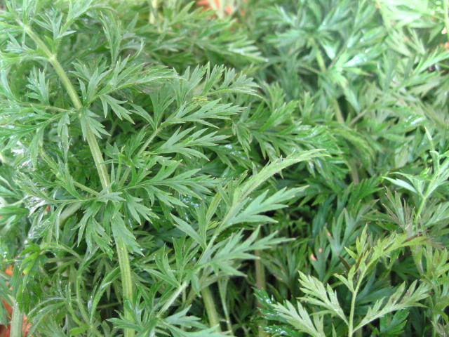 d0070473_1313085.jpg