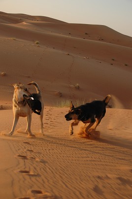 e0066474_4141144.jpg