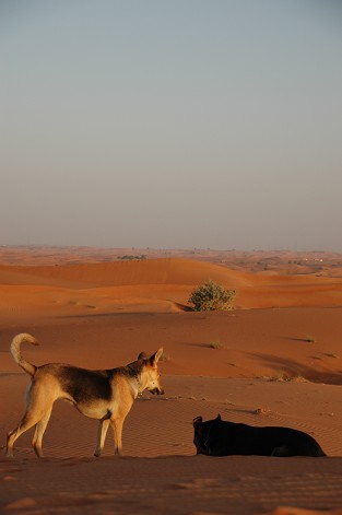 e0066474_4162796.jpg