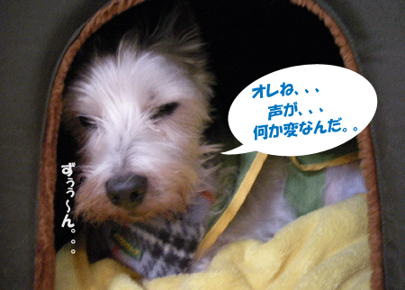 e0066883_1944327.gif