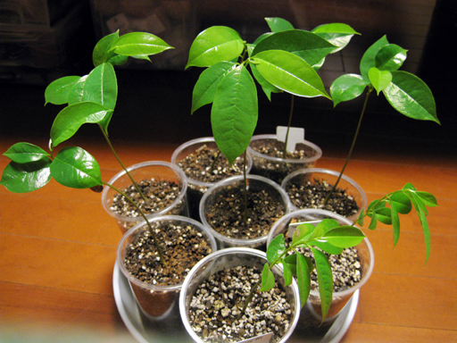 トゲバンレイシの苗, soursop seedlings