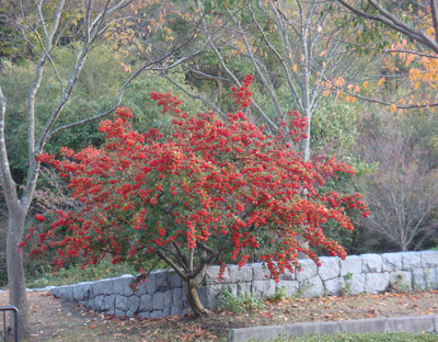 a0019212_9404549.jpg