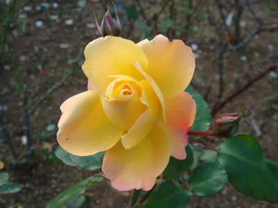 a0019212_9414517.jpg