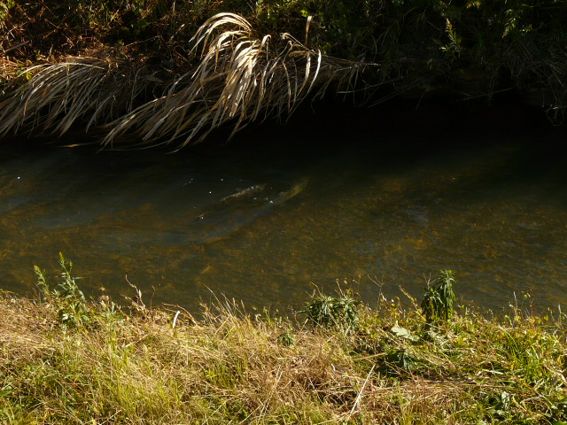 e0147226_16401775.jpg