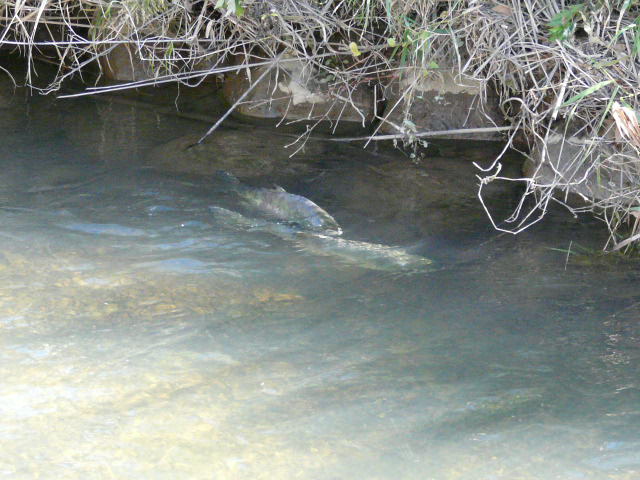 e0147226_16412853.jpg