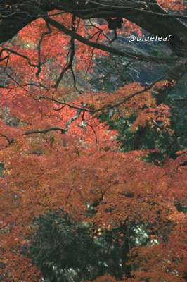 c0027369_2126592.jpg