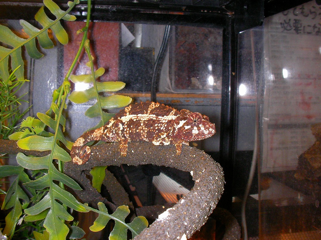 e0099576_1215940.jpg
