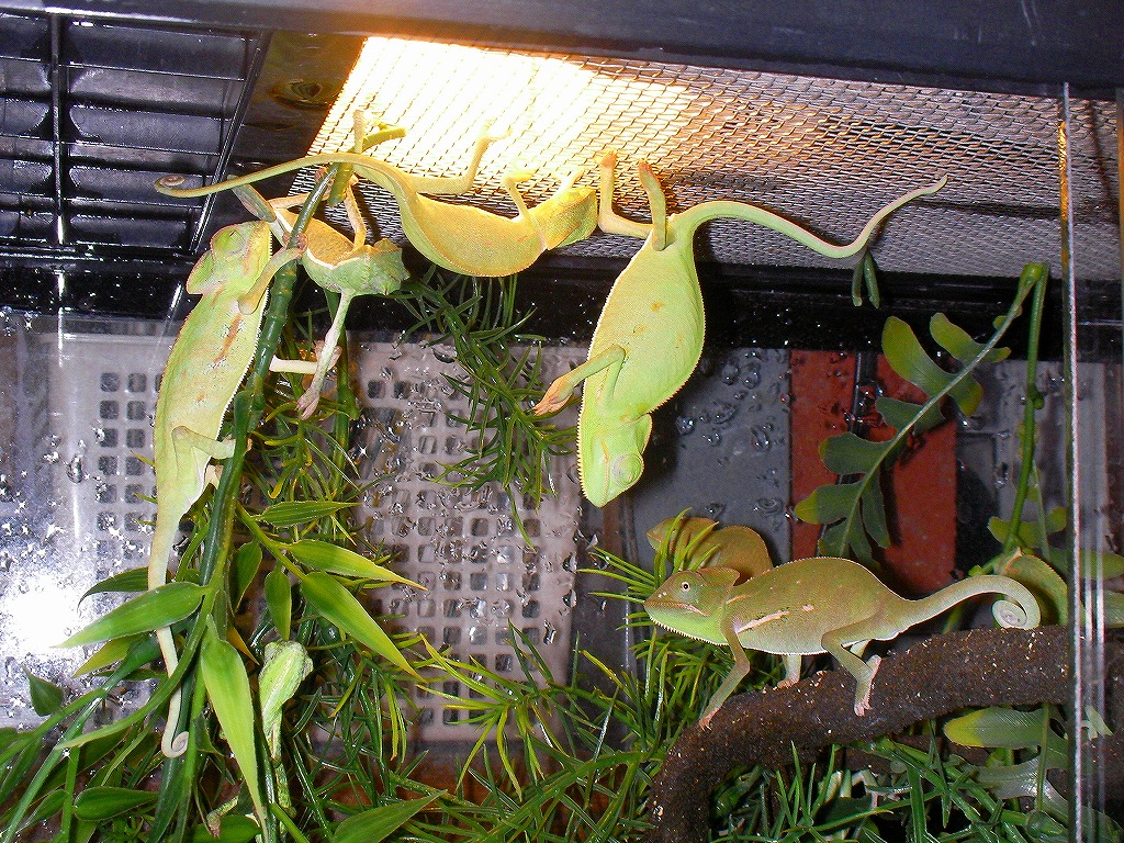 e0099576_1275432.jpg