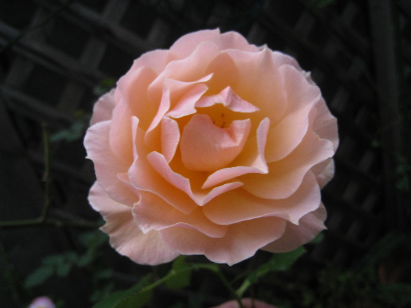 c0132387_0463712.jpg