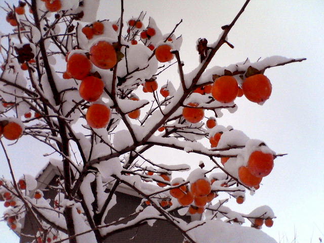 a0007388_134855.jpg