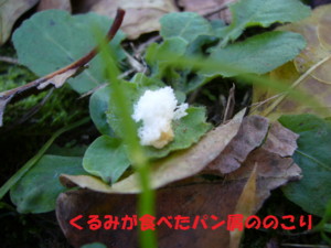 e0131506_16524775.jpg