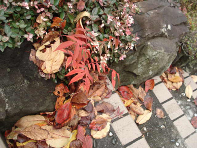 e0110719_2192645.jpg