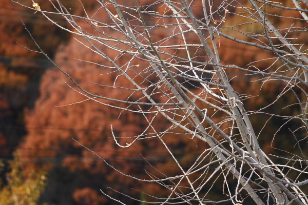 f0140130_922475.jpg