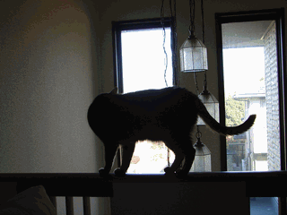 c0136736_1654405.gif