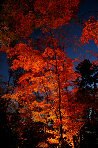 a0024250_22424326.jpg