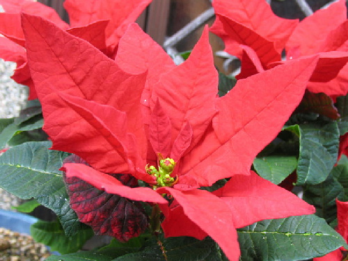 c0050857_8545654.jpg