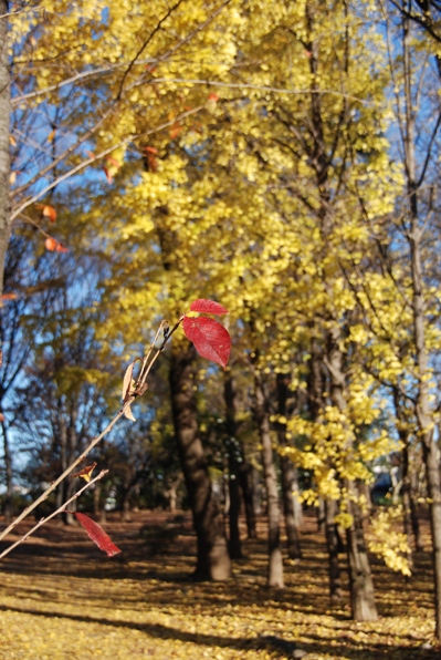 f0065768_17203188.jpg