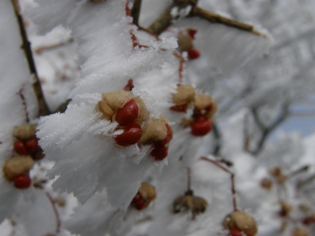 c0042869_20272573.jpg