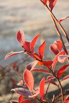c0167576_753396.gif