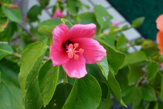 b0115085_21165745.jpg