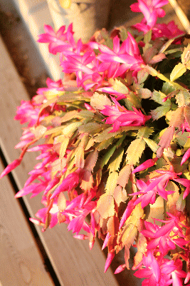 d0100192_22305654.gif