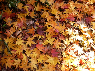 c0145209_159075.jpg