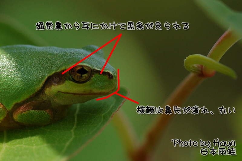 a0059328_20202215.jpg