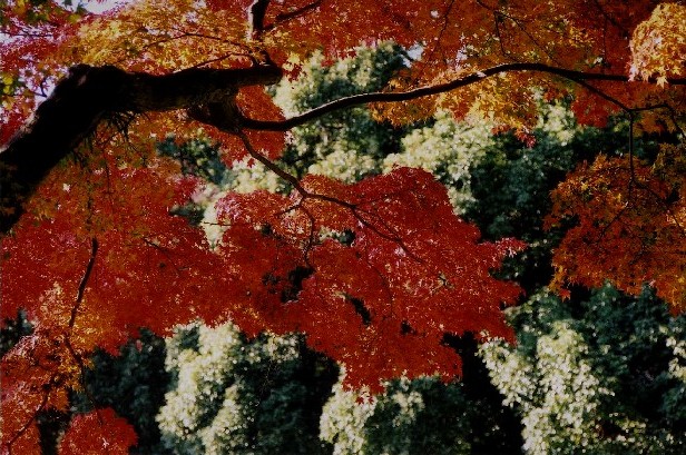 c0125735_18455054.jpg