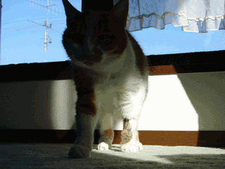 c0136736_212464.gif