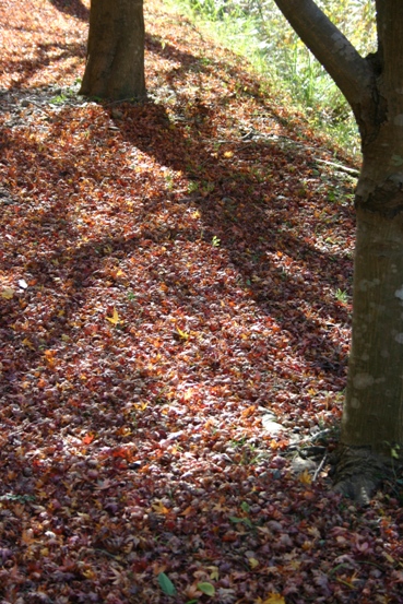 e0083238_2054425.jpg