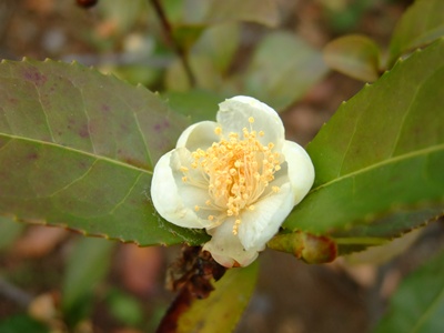 お茶の花