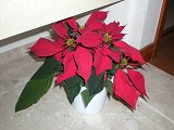 e0115754_2011840.jpg
