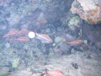 a0048361_4445693.jpg
