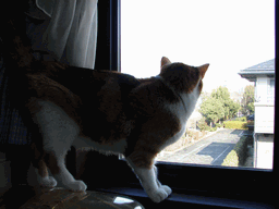 c0136736_2013550.gif