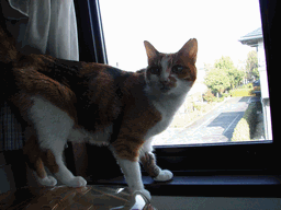 c0136736_20135595.gif