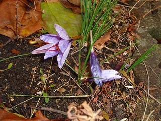 e0004756_21455519.jpg
