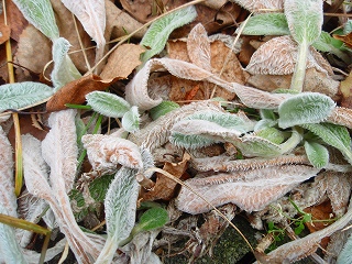 e0004756_2148117.jpg