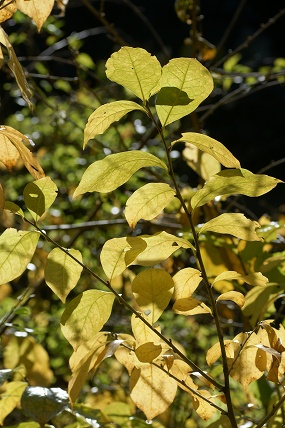 e0054067_22195935.jpg