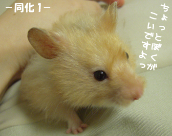 c0160473_1125143.jpg
