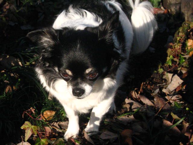 d0070473_8424784.jpg