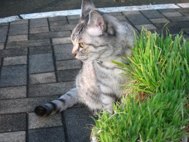 d0070473_8451222.jpg