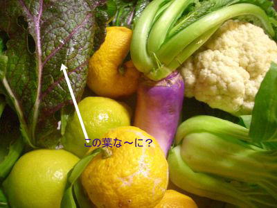 a0092074_10351421.jpg