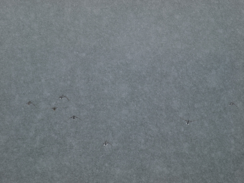 d0152981_1116186.jpg