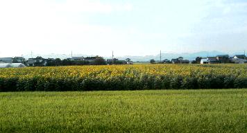 e0077899_7262951.jpg