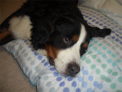 c0143711_21335175.gif